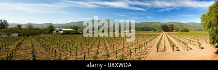 Wein Weinberg Ernte Stockfoto