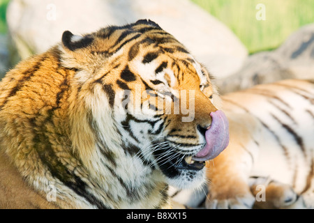 Erwachsene männliche Tiger (Pantera Tigris), lecken nach Essen Stockfoto