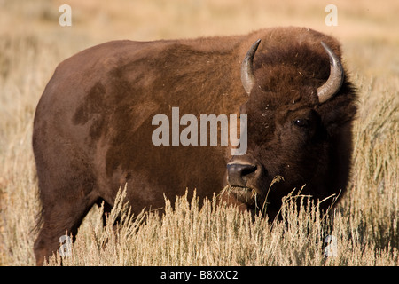 Lone, ein Bison, Büffel in den Bereich Weiden. Im Lamar Valley, Yellowstone-Nationalpark, Wyoming, USA Stockfoto