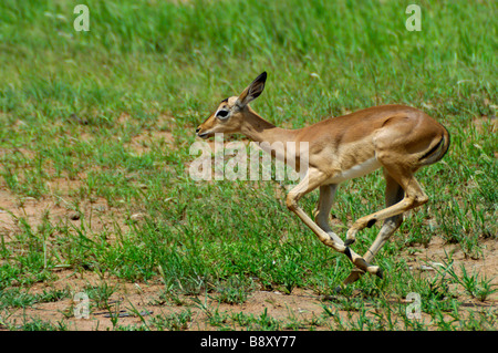 Impala Ewe auf der Flucht vor einem Widder während der Paarungszeit. Stockfoto