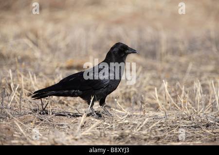 Amerikanische Krähe Corvus Brachyrhynchos New Mexico USA winter Stockfoto