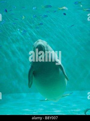 DUGONG Stockfoto