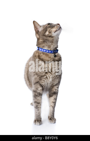 Tabby Katze nachschlagen isoliert auf weiss Stockfoto