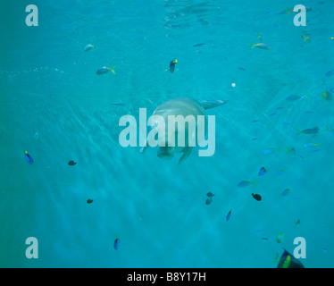 DUGONG Stockfoto