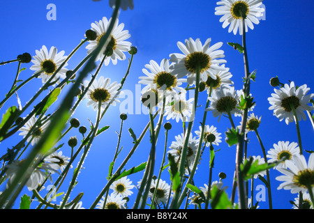 Unterseite der Blumen von Ochsen-Auge Daisy (Leucanthemum Vulgare). Powys, Wales. Stockfoto