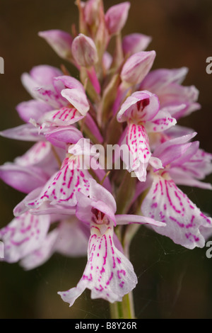 Blütenstand von Heath Spotted-Orchidee (Dactylorhiza Maculata). Powys, Wales. Stockfoto