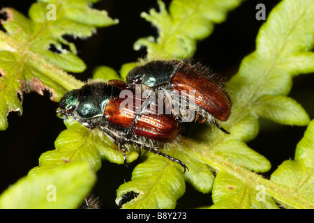 Paarung Garten Chafer Käfer (Phyllopertha Horticola) auf einem Braken Wedel. Powys, Wales. Stockfoto