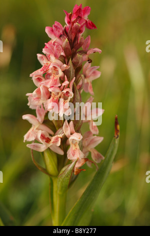 Frühe Knabenkraut (Dactylorhiza Wurzelsud) Blütenstand. Ynys Las National Nature Reserve, Ceredigion, Wales. Stockfoto