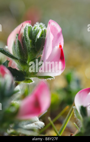 Blume des gemeinsamen Restharrow (Ononis Repens). Ynys Las National Nature Reserve, Ceredigion, Wales. Stockfoto