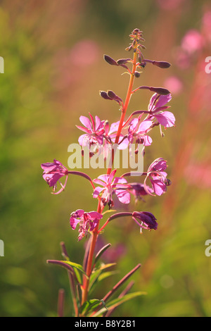 Sonnenlicht durch Blumen Rose Bay Willow-Kraut (Epilobium Angustifolium). Powys, Wales. Stockfoto