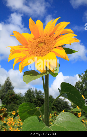 Blüte einer Sonnenblume (Helianthus Annuus). In einem Feld auf ein Naturschutzgebiet für Winterfutter für Wildvögel angebaut. Powys, Wales. Stockfoto