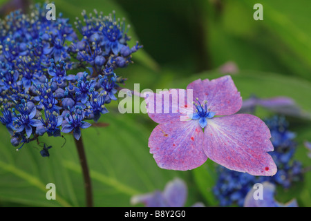 Blumen von Lacecap-Hortensien (Hydrangea Macrophylla) "Blaue Welle". Garten Strauch. Stockfoto