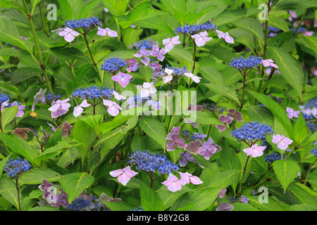 Blumen von Lacecap-Hortensien (Hydrangea Macrophylla) "Blaue Welle". Garten Strauch. Stockfoto