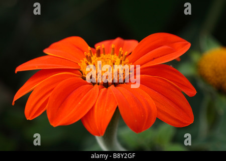 Blüte einer einzigen blühenden Form Garten Dahlie. Stockfoto