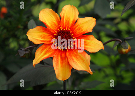 Blume von einem blühenden Form der Garten Dahlie. Powys, Wales. Stockfoto