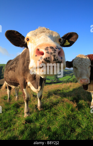 Simmentaler Kuh und ihr Hereford kreuzen Kalb. Auf einem Bio-Bauernhof. Powys, Wales, UK. Stockfoto