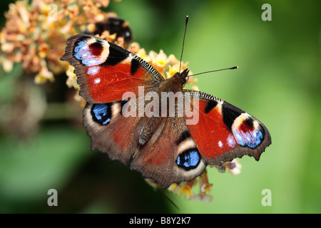 Tagpfauenauge (Nymphalis io) Fütterung auf Sommerflieder x weyeriana in einem Garten. Powys, Wales. Stockfoto