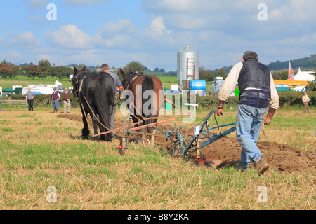 Pferde-Konkurrent Pflügen mit zwei schweren Pferde auf dem alle Wales Vintage Pflügen Spiel. In der Nähe von Walton, Powys, Wales. Stockfoto