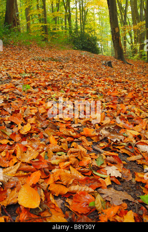 Buche Wälder. Gefallenen Buche lässt in Bron-y-Buckley Holz im Herbst. Welshpool, Powys, ein Woodlands Vertrauen Eigenschaft. Stockfoto