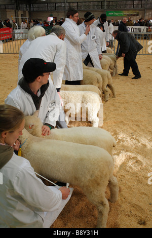 Konkurrenten Schlange Fett Lämmer für die Beurteilung bei der Welsh Winter Landwirtschaftsmesse. Builth Wells, Powys. Dezember 2008. Stockfoto