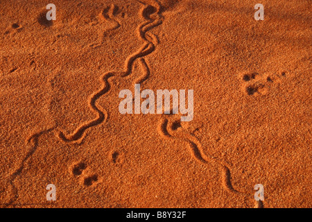 Wüste Tierspuren im roten Sand in der Nähe von Roxby Downs, South Australia Stockfoto