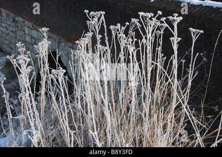 Unkraut eingefroren Einfrieren schneebedeckten Eisfeld Winter sonnige Aussicht Fluss Medway Tal spazieren Kent England uk Europa Stockfoto