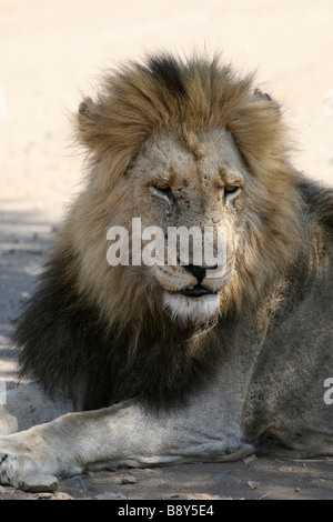 Alte männliche afrikanische Löwe Panthera Leo Krugeri ruht im Krüger-Nationalpark, Südafrika Stockfoto