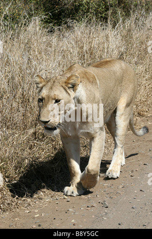 Afrikanische Löwin Panthera Leo Krugeri zu Fuß entlang Track im Krüger Nationalpark, Südafrika Stockfoto