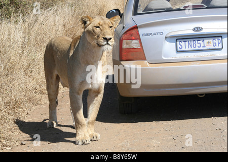 Löwin Panthera Leo Krugeri stehen neben Auto gerade Beute im Krüger Nationalpark, Südafrika Stockfoto