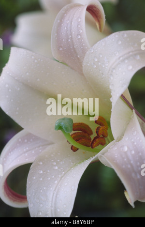 Lilium Formosanum var. Pricei (Lily) Div IX alle Arten Stockfoto