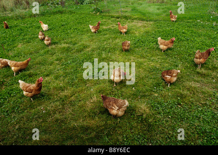 Hühner auf Bio-Bauernhof Stockfoto