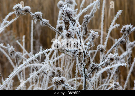 Frost auf Pflanzen Stockfoto