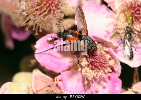 Parasit fliegen Eriothrix Rufomaculata Tachinidae auf einem Blackberry Blume UK Stockfoto