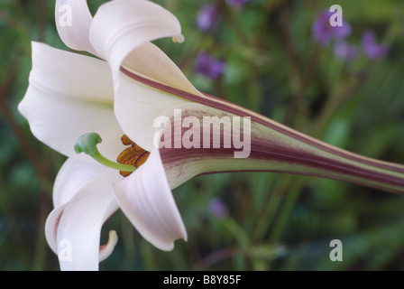 Lilium Formosanum var. Pricei (Lily) Div IX alle Arten Stockfoto