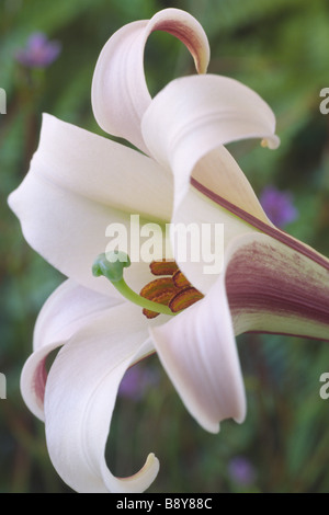 Lilium Formosanum var. Pricei (Lily) Div IX alle Arten Stockfoto