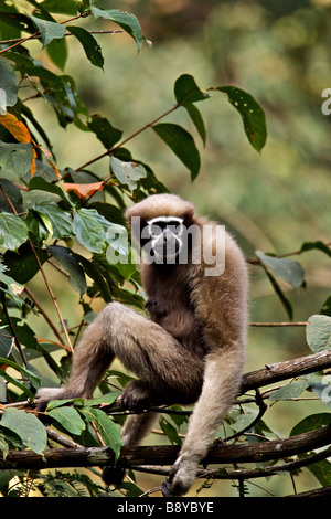 Hoolock Gibbon Bunopithecus Hoolock weiblich auf die Baumkronen im Nordosten indischen Bundesstaat Arunachal Pradesh Stockfoto