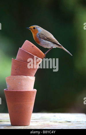 Erithacus Rubecula. Robin thront auf einem Stapel von kleinen Blumentöpfen Stockfoto