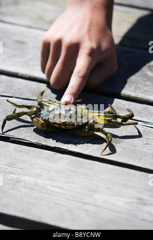 Ein Junge hielt eine Krabbe Schweden. Stockfoto