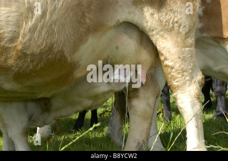 Ein Kalb saugt Milch auf einem Bio-Bauernhof Stockfoto