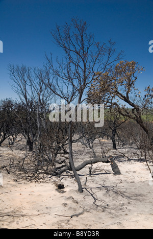 Verbrannte Bäume post Buschfeuer in Western Australia Stockfoto