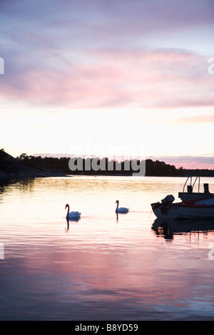 Zwei Schwäne im Sonnenuntergang Schweden schwimmen. Stockfoto