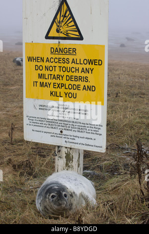 Grey Seal (Halichoerus Grypus) Pup auf RAF Bombardierung Bereich verwendet als Diskussionen Bereich für Robben - dargestellt durch Schild Warnung vor Gefahr - UK Stockfoto