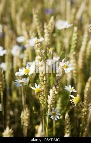 Bereich der Weizen und Oxeye Daisys Schweden. Stockfoto