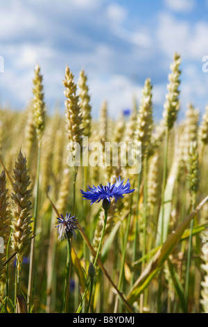 Bereich der Weizen und die Kornblume Schweden. Stockfoto