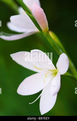 SCHIZOSTYLIS COCCINEA ROSA PRINZESSIN KAFFIR LILY Stockfoto