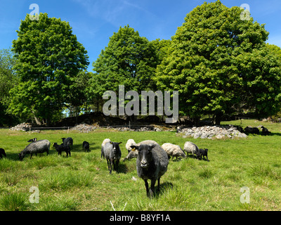 Schafe auf einer Wiese Schweden. Stockfoto