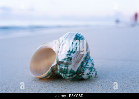 Eine Shell auf dem Strand. Stockfoto