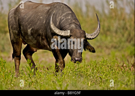 Wilde Büffel in Assam Stockfoto