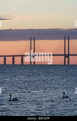 Schwäne vor Oresundsbron in den Sonnenuntergang Schweden. Stockfoto