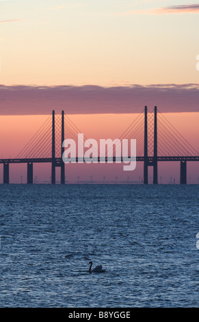 Schwäne vor Oresundsbron in den Sonnenuntergang Schweden. Stockfoto